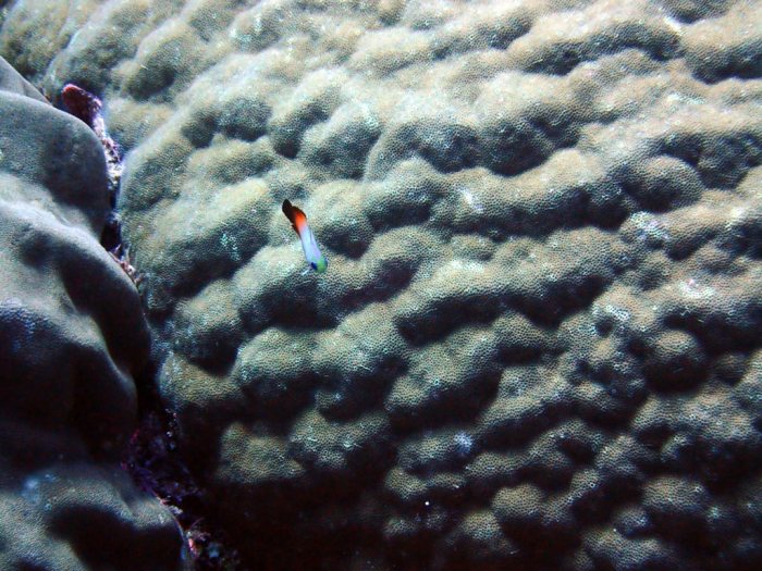 Nemateleotris magnifica