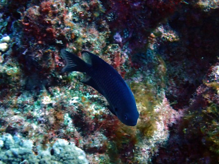 Poisson-demoiselle