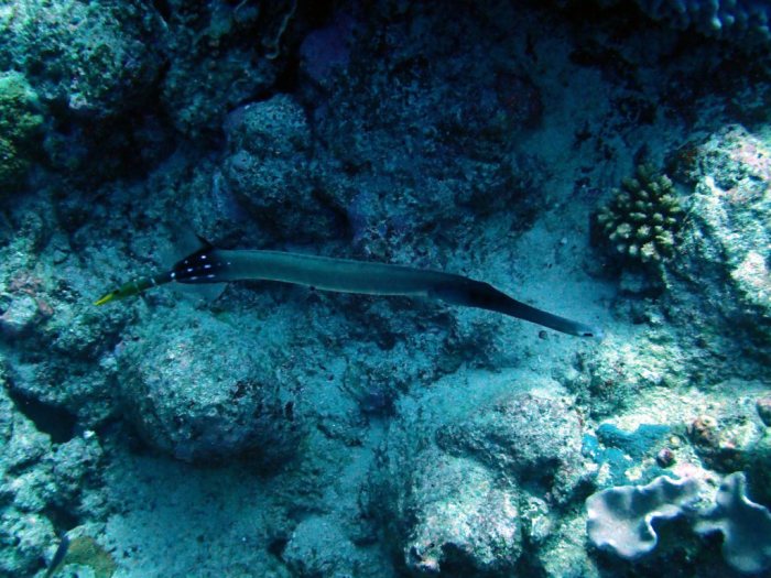 Aulostomus chinensis
