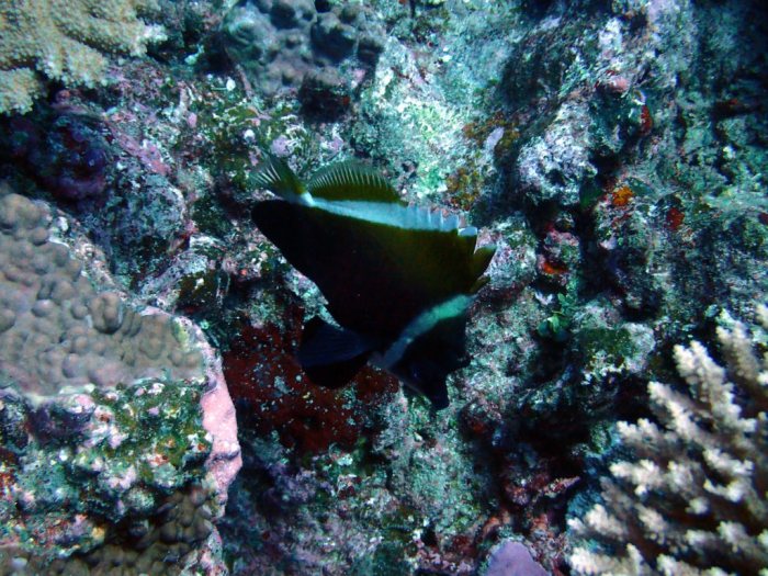 Heniochus varius