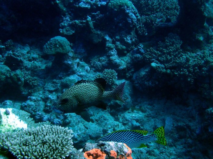 Plectorhinchus chaetodonides