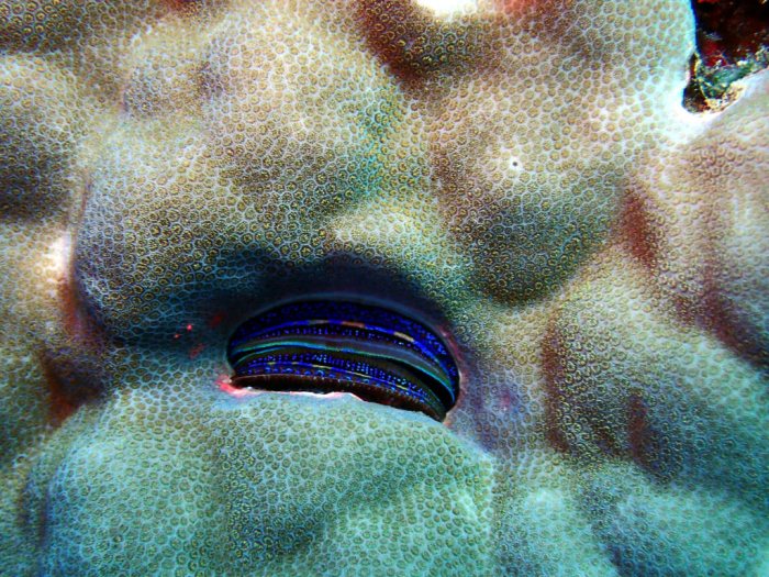 Pedum spondyloideum