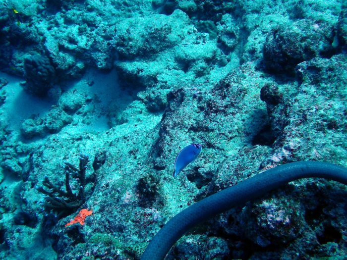 Genicanthus watanabei