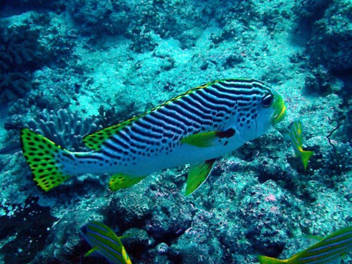 Plectorhinchus lineatus