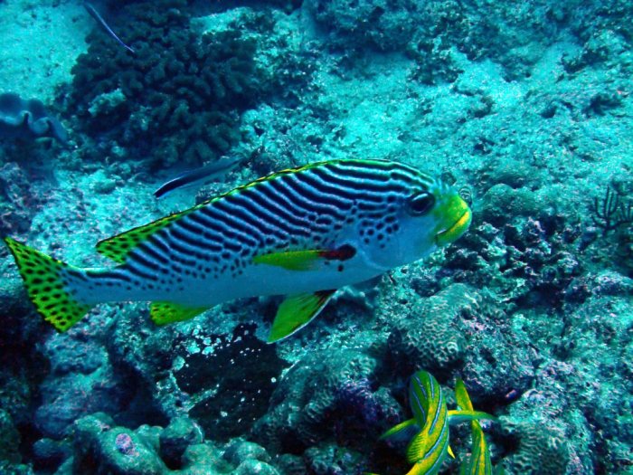 Plectorhinchus lineatus