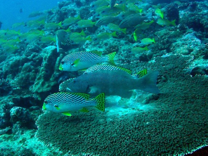 Plectorhinchus lineatus