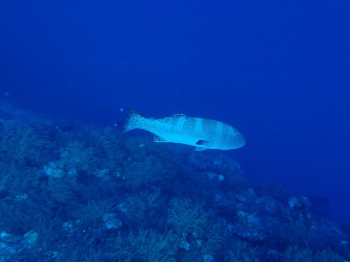 Plectropomus leopardus