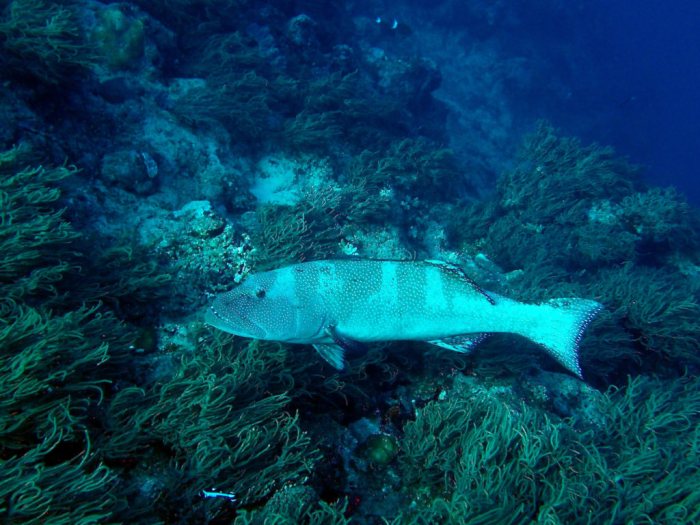 Plectropomus leopardus