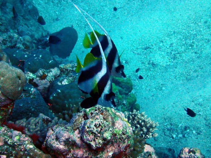 Heniochus acuminatus