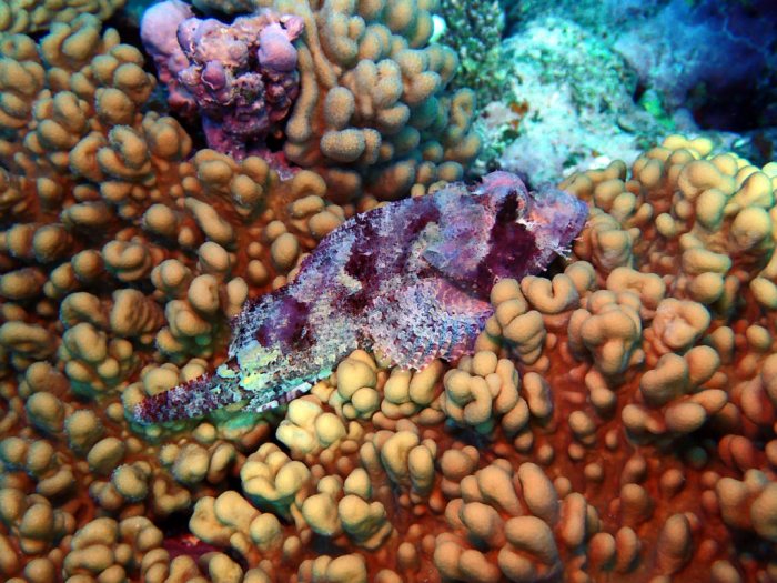 Scorpaenopsis macrochir