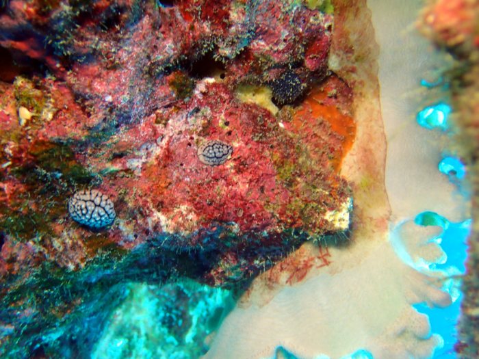 Phyllidiella pustulosa