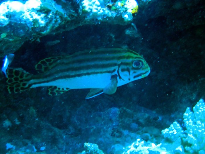Plectorhinchus lessonii