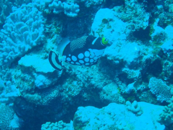 Balistoides conspicillum
