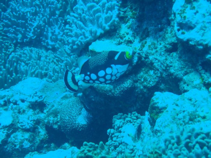 Balistoides conspicillum