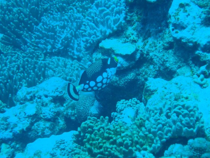 Balistoides conspicillum