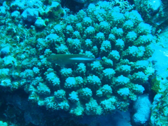 Paracirrhites arcatus