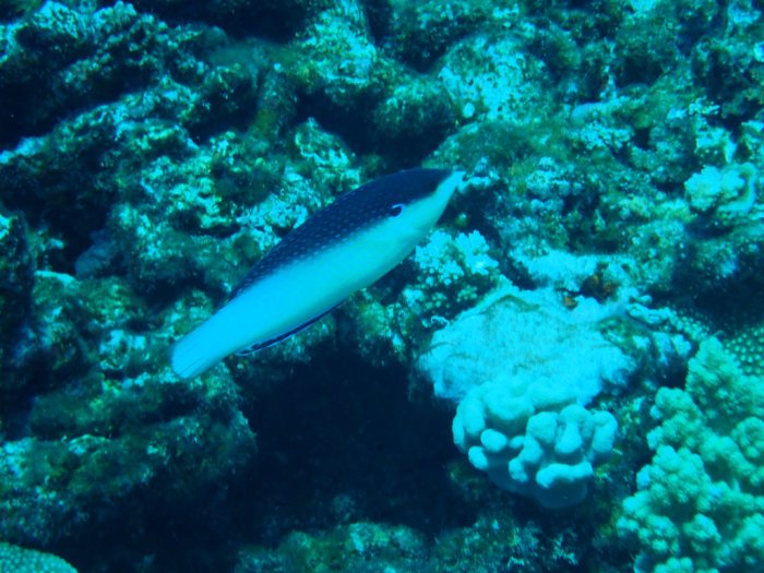 Anampses neoguinaicus