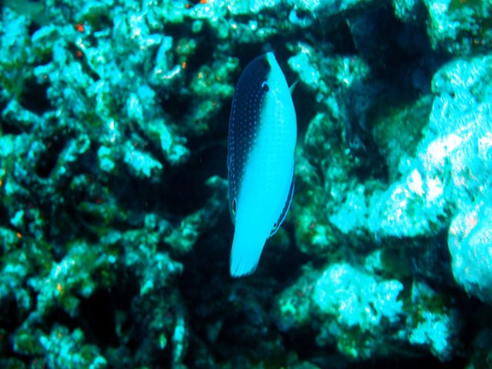 Anampses neoguinaicus