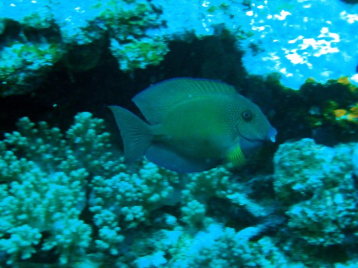 Poisson-chirurgien
