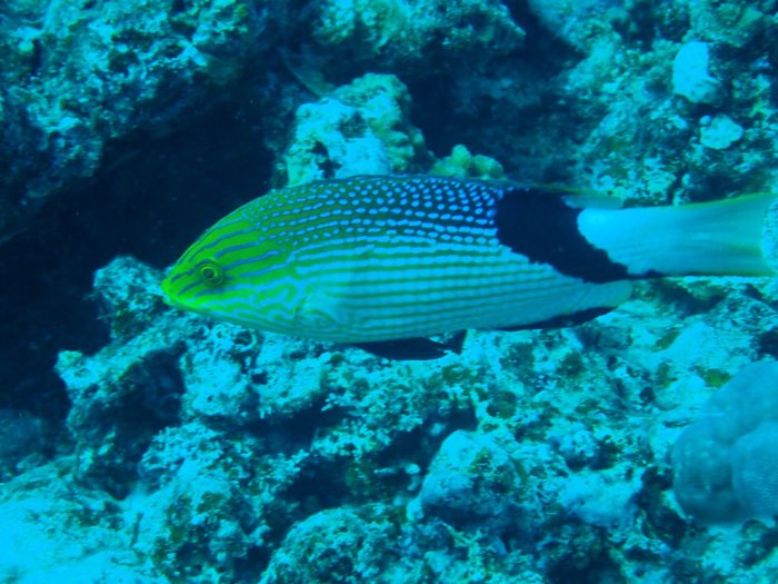 Bodianus loxozonus