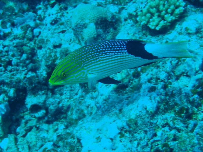 Bodianus loxozonus