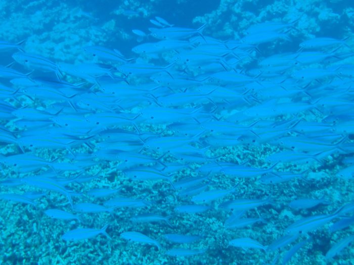 Caesio caerulaurea