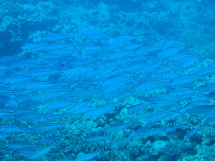 Caesio caerulaurea