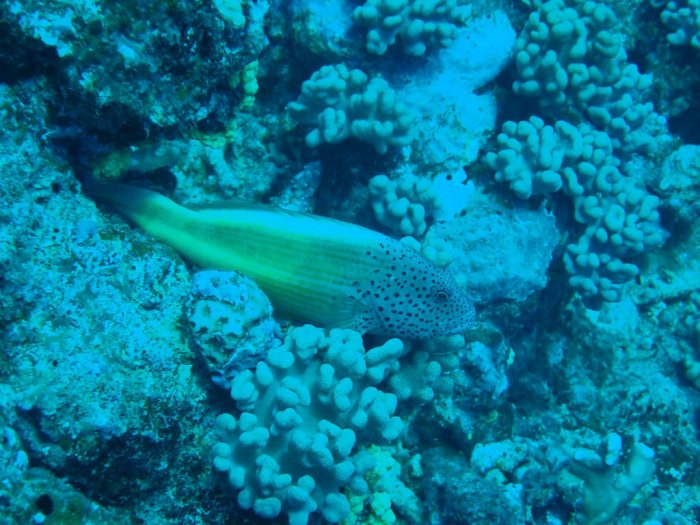 Paracirrhites forsteri