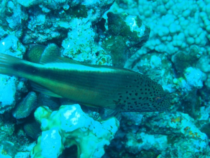 Paracirrhites forsteri