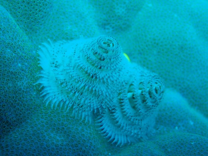 Spirobranchus corniculatus
