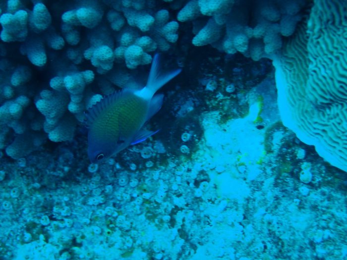 Chromis chrysura