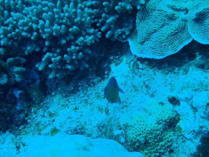Chromis chrysura