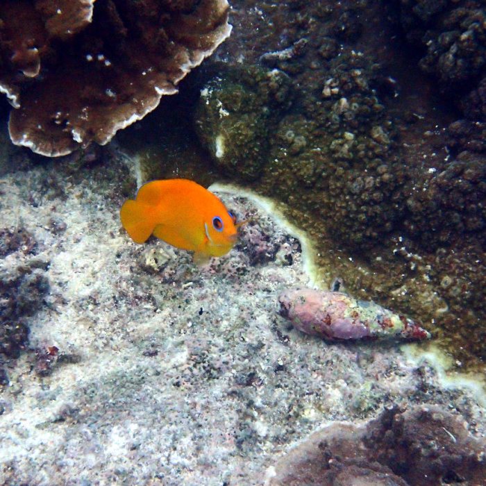 Centropyge flavissima
