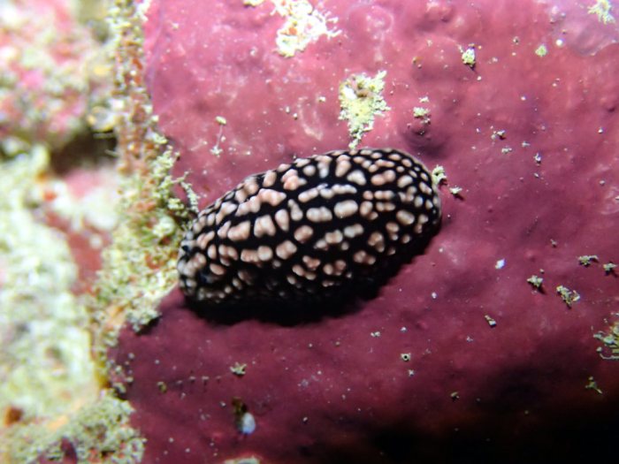 Phyllidiella pustulosa