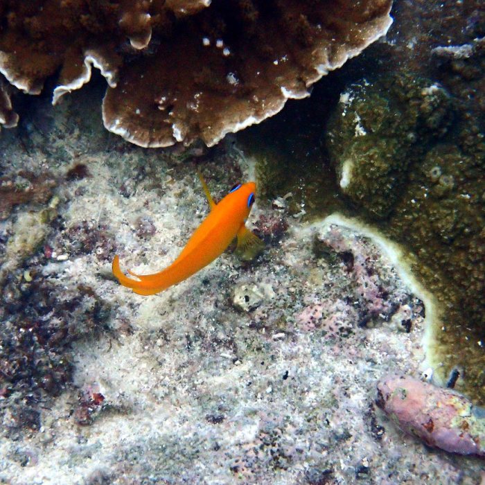 Centropyge flavissima