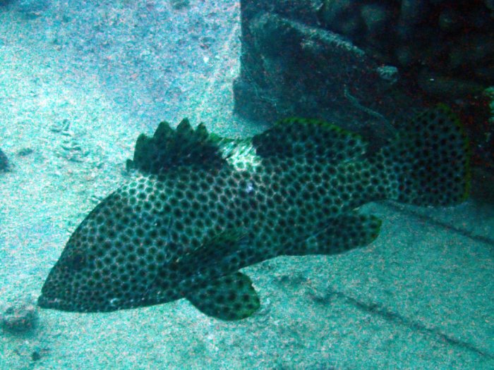 Epinephelus maculatus