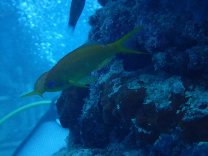 Pseudanthias squamipinnis