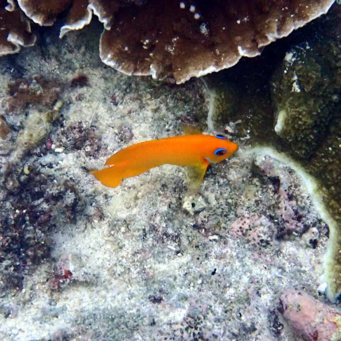 Centropyge flavissima