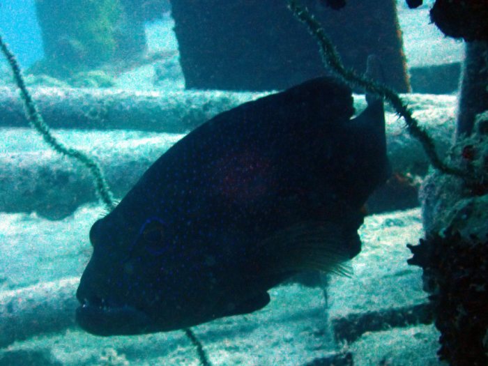 Plectropomus leopardus