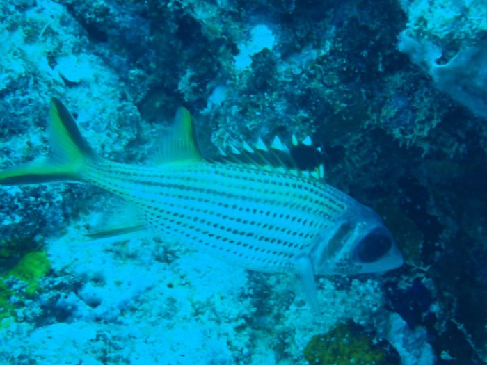 Neoniphon sammara