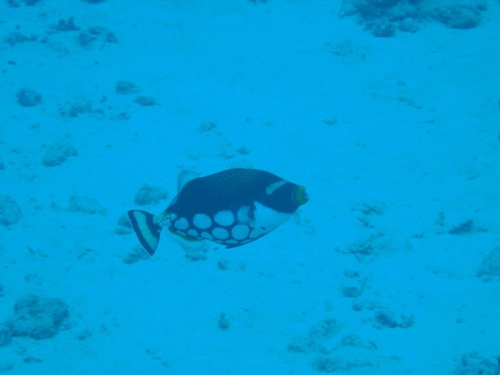 Balistoides conspicillum