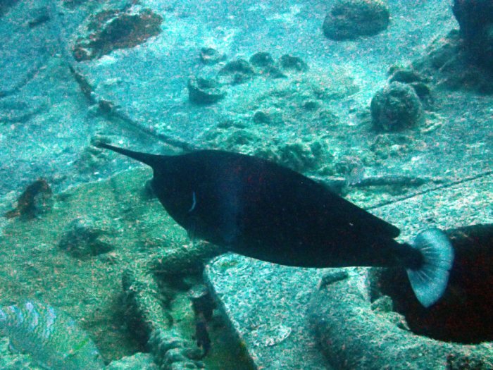 Naso brevirostris
