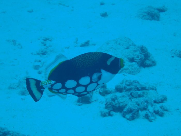 Balistoides conspicillum