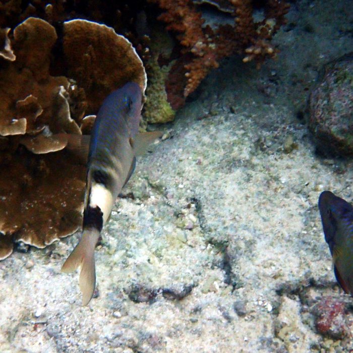 Parupeneus multifascius