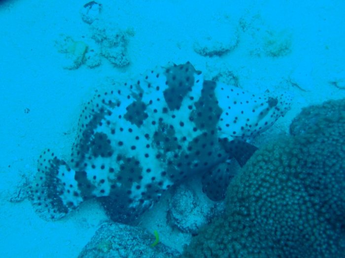 Cromileptes altivelis