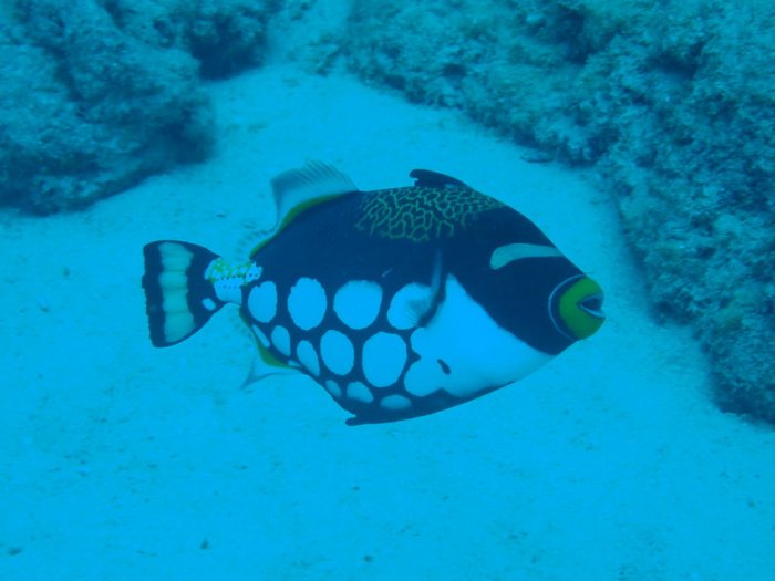 Balistoides conspicillum