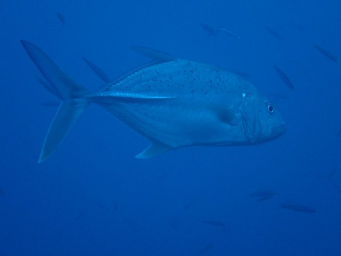 Caranx melampygus