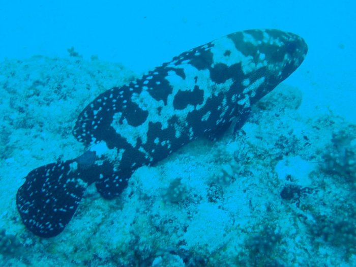 Epinephelus polyphekadion