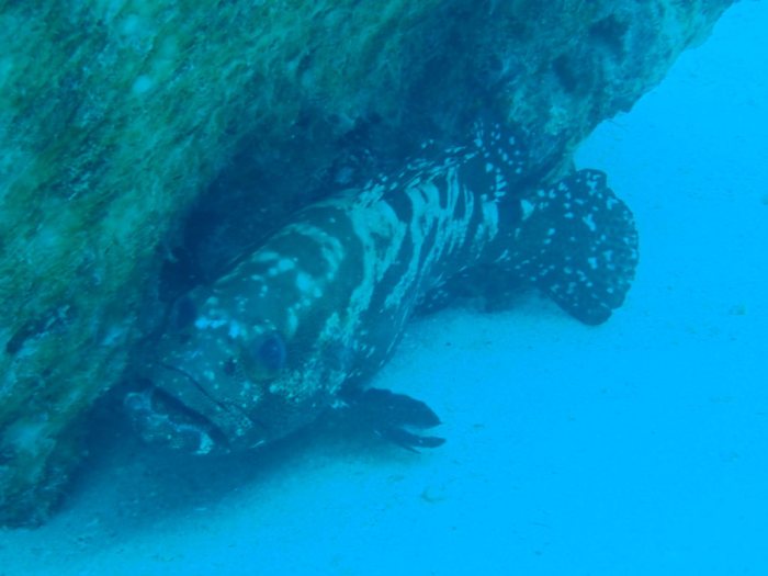 Epinephelus polyphekadion