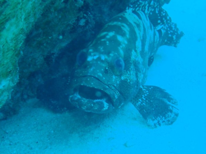 Epinephelus polyphekadion